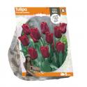 Baltus Tulipa Triumph Seadov tulpen bloembollen per 5 stuks
